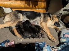 ckc registered German Shepherd puppy - Photo 4