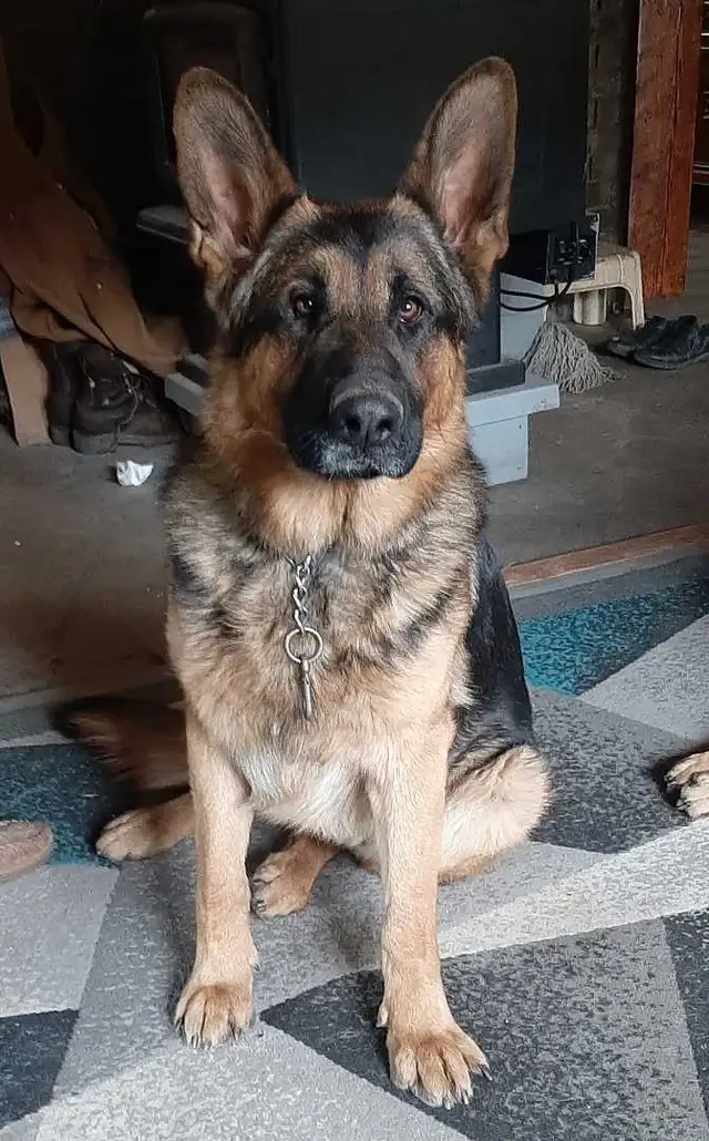 ckc registered German Shepherd puppy - Photo 5