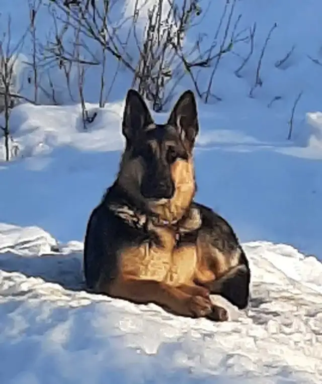 ckc registered German Shepherd puppy - Photo 6