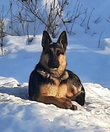 ckc registered German Shepherd puppy - Photo 6