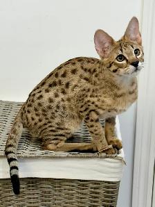 Chaton savannah F2 kitten