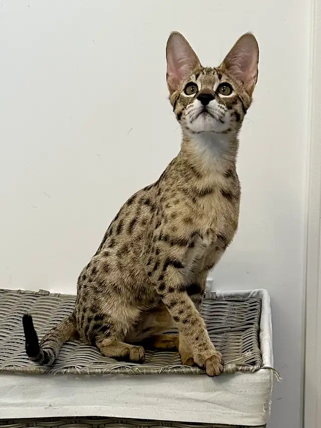 Chaton savannah F2 kitten - Photo 2