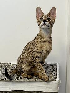 Chaton savannah F2 kitten - Photo 2