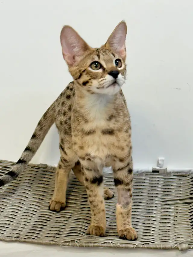 Chaton savannah F2 kitten - Photo 3