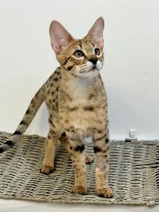 Chaton savannah F2 kitten - Photo 3