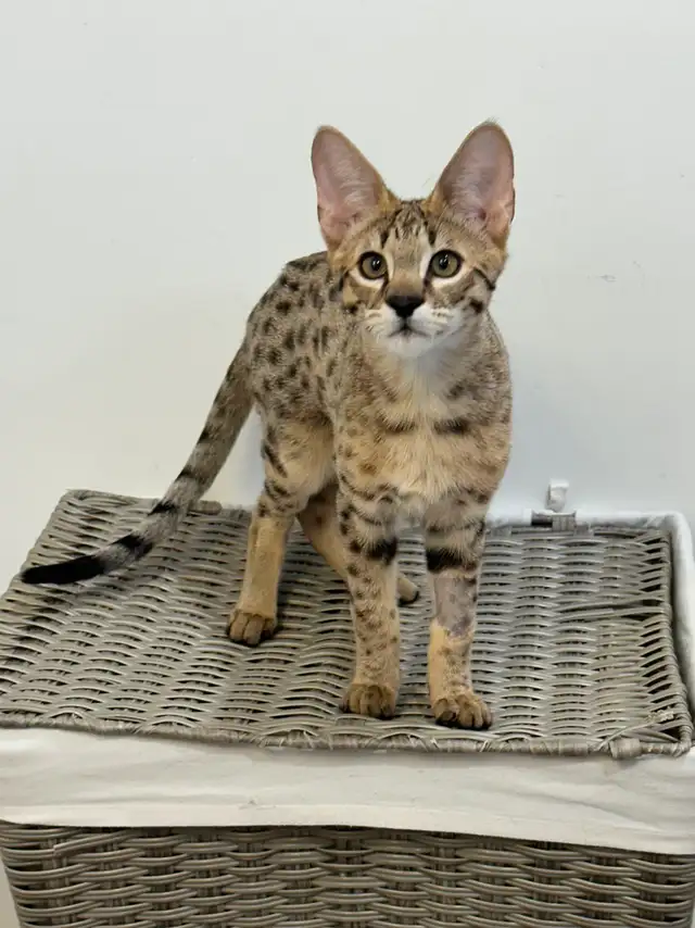 Chaton savannah F2 kitten - Photo 4