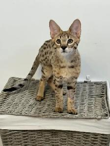 Chaton savannah F2 kitten - Photo 4