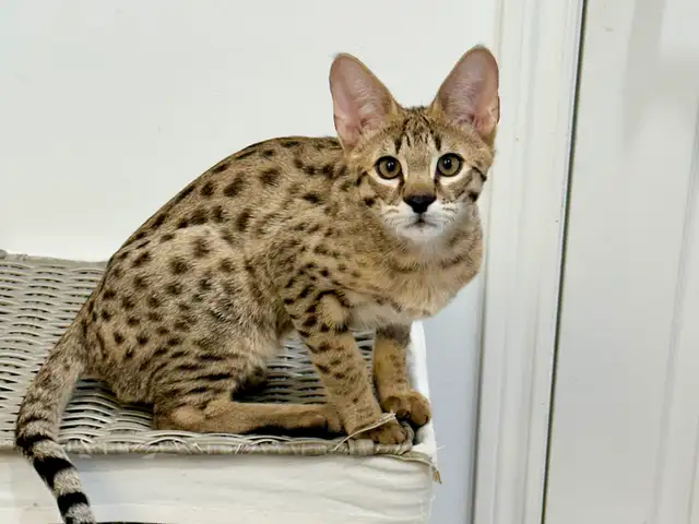 Chaton savannah F2 kitten - Photo 5