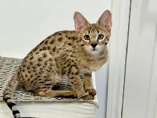 Chaton savannah F2 kitten - Photo 5