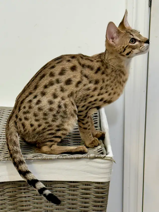 Chaton savannah F2 kitten - Photo 6