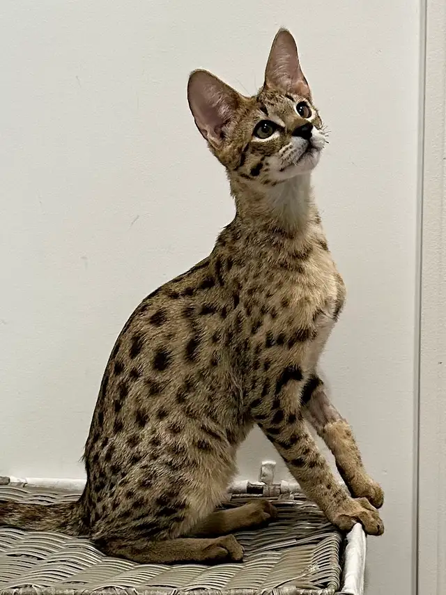 Chaton savannah F2 kitten - Photo 7