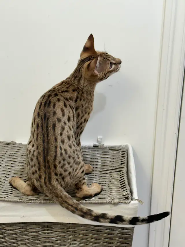 Chaton savannah F2 kitten - Photo 8