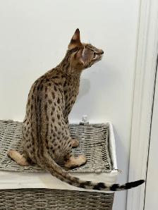 Chaton savannah F2 kitten - Photo 8
