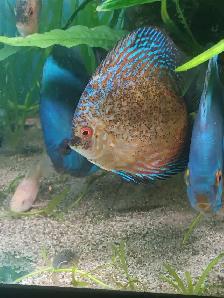 Looking For Discus Fish? Gil’s Discus, Local Quality Discus
