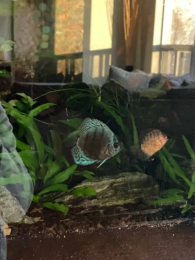 Looking For Discus Fish? Gil’s Discus, Local Quality Discus - Photo 2