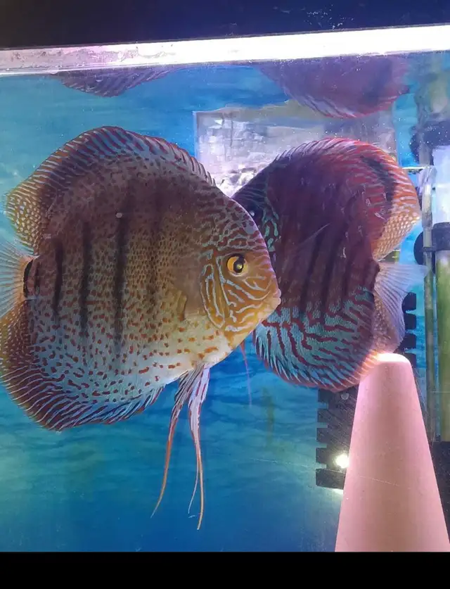 Looking For Discus Fish? Gil’s Discus, Local Quality Discus - Photo 3