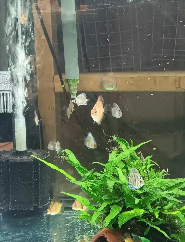 Looking For Discus Fish? Gil’s Discus, Local Quality Discus - Photo 4