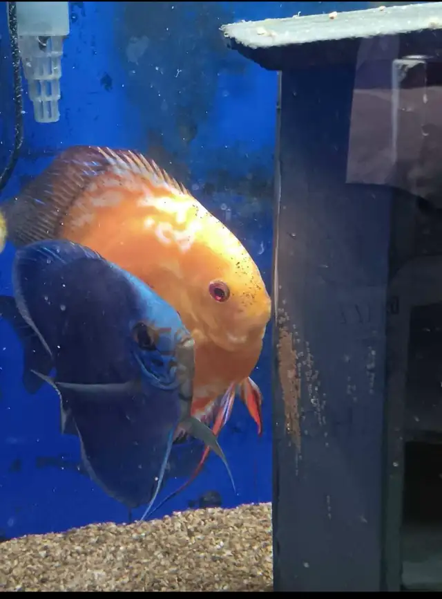 Looking For Discus Fish? Gil’s Discus, Local Quality Discus - Photo 5