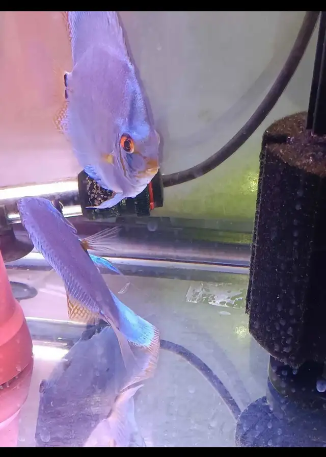 Looking For Discus Fish? Gil’s Discus, Local Quality Discus - Photo 6