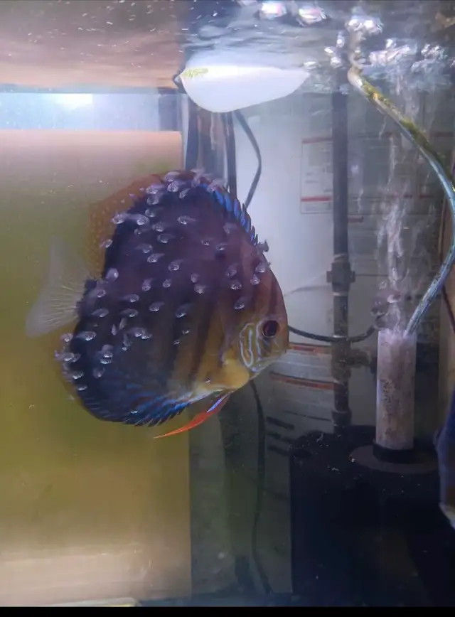 Looking For Discus Fish? Gil’s Discus, Local Quality Discus - Photo 7