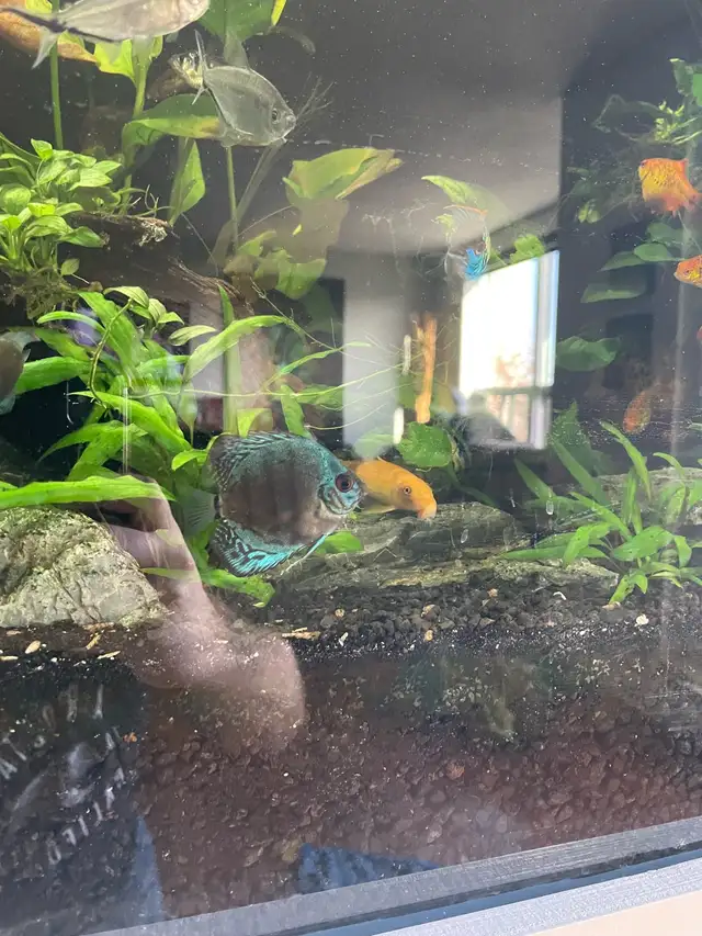 Looking For Discus Fish? Gil’s Discus, Local Quality Discus - Photo 8