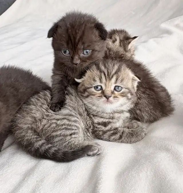 Purebred Scottish Fold Kittens