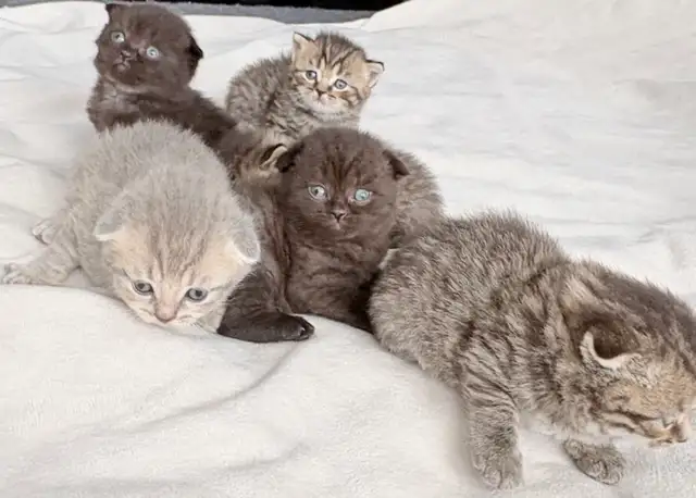 Purebred Scottish Fold Kittens - Photo 2