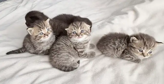 Purebred Scottish Fold Kittens - Photo 4