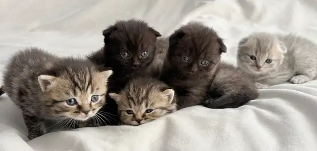 Purebred Scottish Fold Kittens - Photo 5
