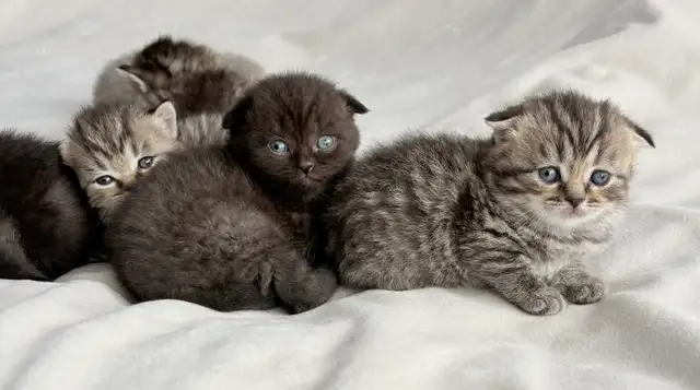 Purebred Scottish Fold Kittens - Photo 7