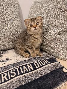 ⭐️Scottish Fold Kittens ⭐️(647) 362-8118