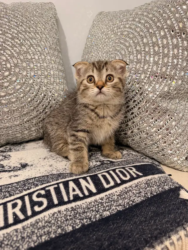 ⭐️Scottish Fold Kittens ⭐️(647) 362-8118 - Photo 3