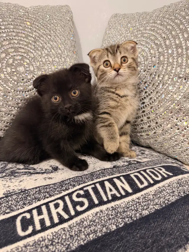 ⭐️Scottish Fold Kittens ⭐️(647) 362-8118 - Photo 4