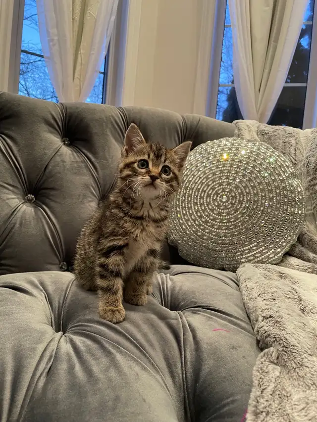 ❤️ Bengal /Siberian kittens ❤️(437) 292-1163