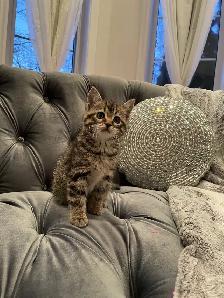 ❤️ Bengal /Siberian kittens ❤️(437) 292-1163