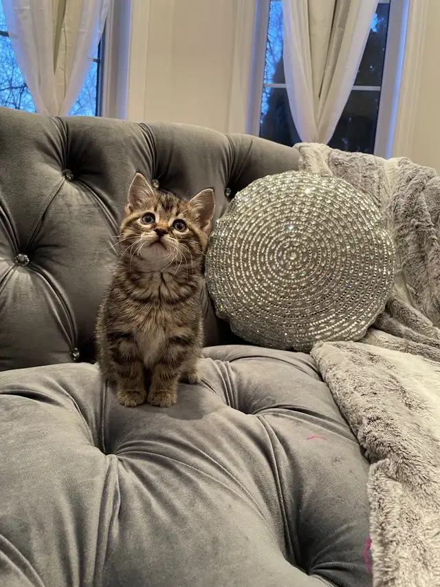 ❤️ Bengal /Siberian kittens ❤️(437) 292-1163 - Photo 2
