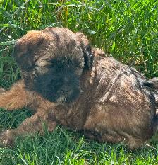 Soft Coated Wheaten Pups