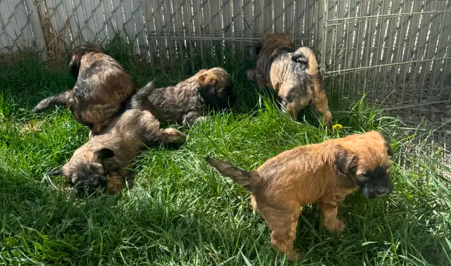 Soft Coated Wheaten Pups - Photo 2