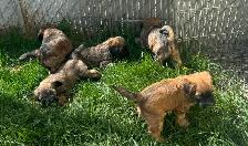 Soft Coated Wheaten Pups - Photo 2