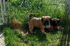 Soft Coated Wheaten Pups - Photo 3