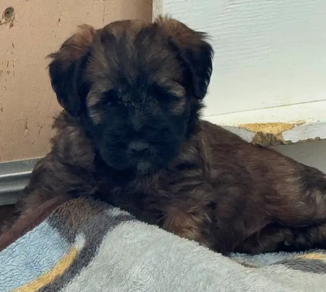 Soft Coated Wheaten Pups - Photo 4