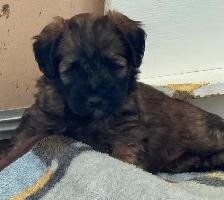 Soft Coated Wheaten Pups - Photo 4