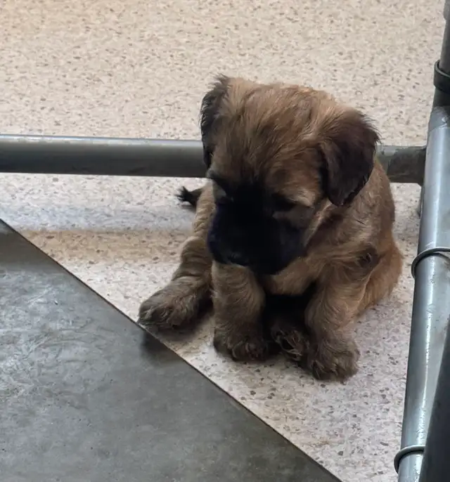 Soft Coated Wheaten Pups - Photo 5