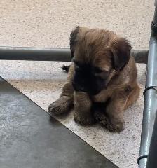 Soft Coated Wheaten Pups - Photo 5