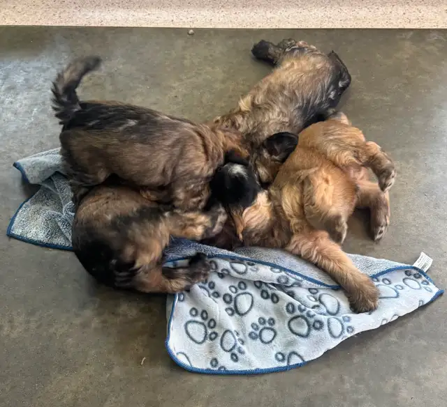 Soft Coated Wheaten Pups - Photo 6