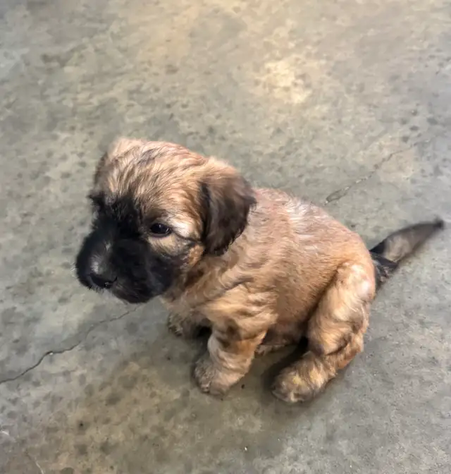 Soft Coated Wheaten Pups - Photo 7
