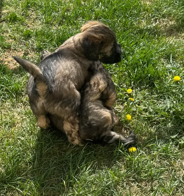 Soft Coated Wheaten Pups - Photo 8