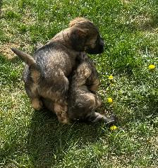 Soft Coated Wheaten Pups - Photo 8