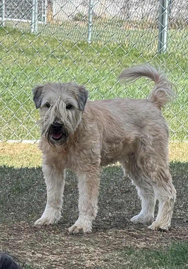 Soft Coated Wheaten Pups - Photo 9