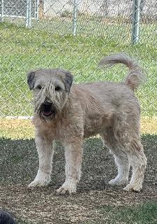 Soft Coated Wheaten Pups - Photo 9